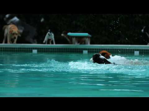 Tokyo Police Club — Tokyo Police Club - Wait Up (Boots of Danger)