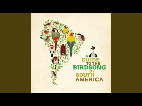 Barrio Lindo — Capuchino Pecho Blanco