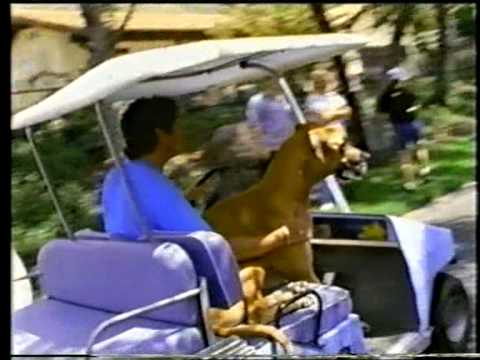 David Hasselhoff — David Hasselhoff - Dance Dance D'Amour (Original Clip '93) HQ