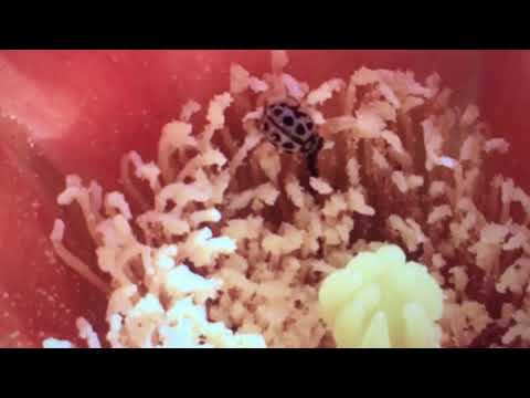 Camila Fuchs — Camila Fuchs - "Moon's Mountain" (Official Video)