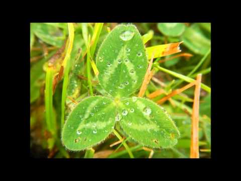 Planxty — Planxty - Băneasă's Green Glade/Mominsko Horo