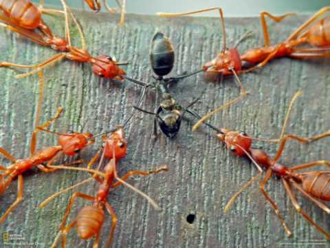 Archers of Loaf — Archers of Loaf- Dead Red Eyes