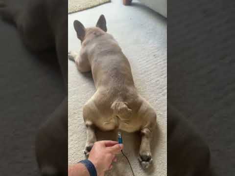 Wildlife (14) — French bulldog fart
