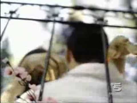 Biagio Antonacci — Biagio Antonacci  convivendo