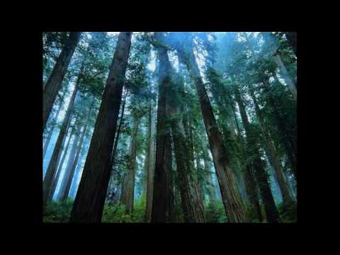 Neal Scarborough — Neal Scarborough - Madagascar (Original Mix)