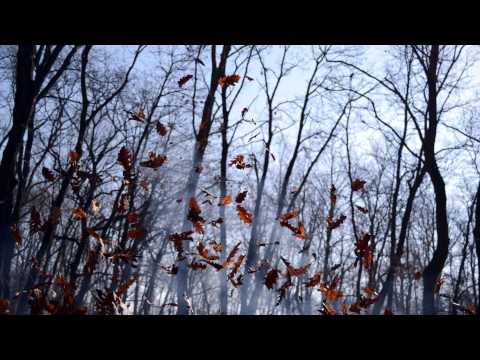 Diary Of Dreams — Diary of Dreams - But the Wind Was Stronger
