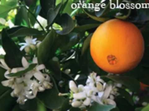 Metal Fingers — MF DOOM - Special Herbs 5 & 6 "Orange Blossoms" [HQ]