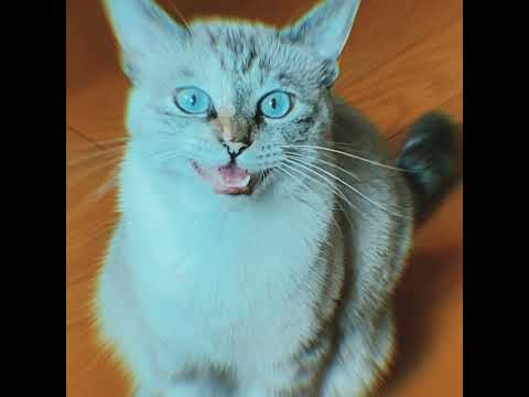 Koyanmusic — FiJA, KOYANMUSIC - Bossy Cat (Official Video)