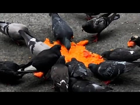 Armand Hammer — Armand Hammer - Doves ft. Benjamin Booker (Official Video)