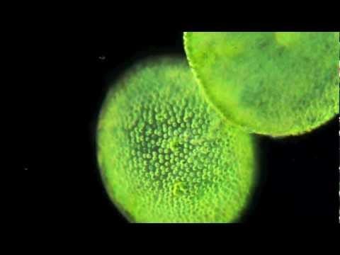 Australasia — Australasia - Fragile