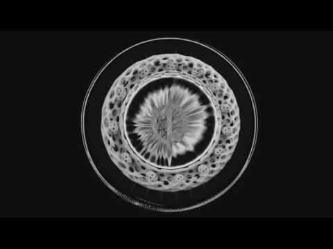 Sex Of Insects — Sex Of Insects - Song Of Trees (Anatoly Ylotana Snowflakes Remix)