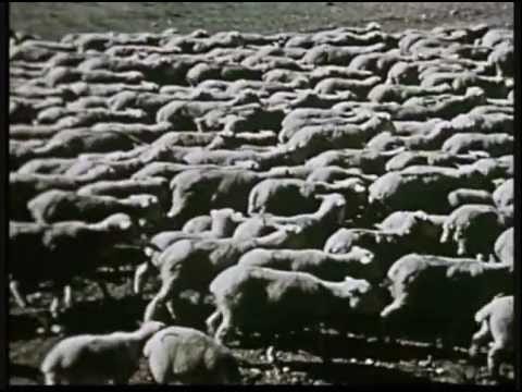 Arsy — Arsy1 vs. The Ferrari Orgy Death Crashs - Sheep