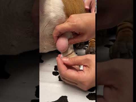 Wildlife (14) — Lipoma in Dogs: Fine Needle Aspiration by a Veterinarian