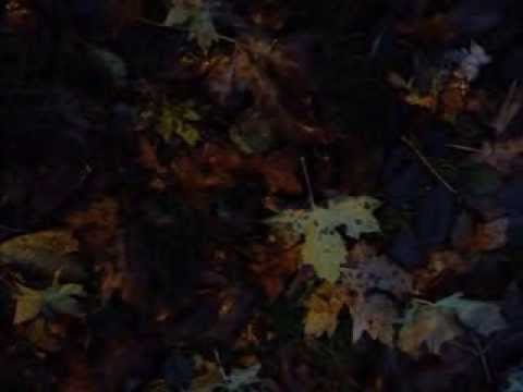 Joe South — Birds Of A Feather   - Joe South