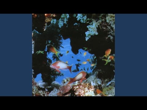Ciudad Jardin — Atún y algas