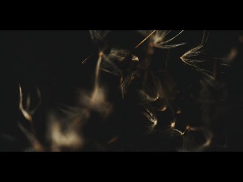 Mr Key — Mr Key & Greenwood Sharps - Dandelion (OFFICIAL VIDEO)