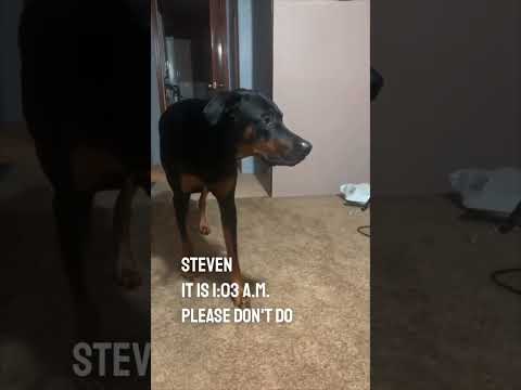 Off With Their Heads — This dog will walk in slow motion and then scare his owner 😂 @NicholasJamesEmmizzie
