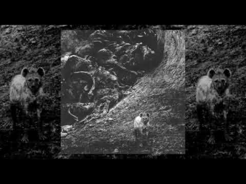 Internal (4) — Internal - Instinct (2024)