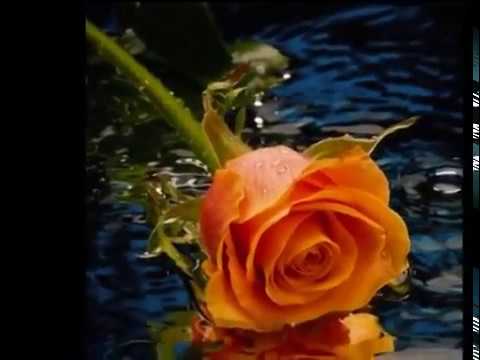 Elio Roca — ELIO ROCA  -   SOLAMENTE POR TI