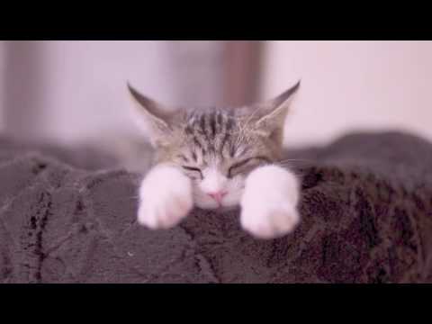 Denki Groove — 電気グルーヴ『TROPICAL LOVE』-Track Sample Only