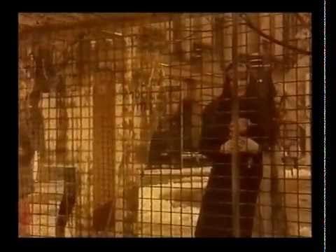 Tol & Tol — Tol & Tol  - Eleni (orginele clip)