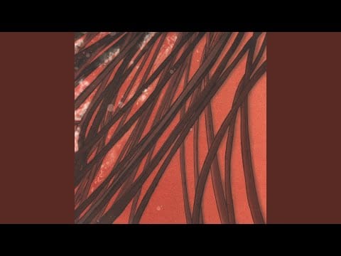 Recloose — Procession