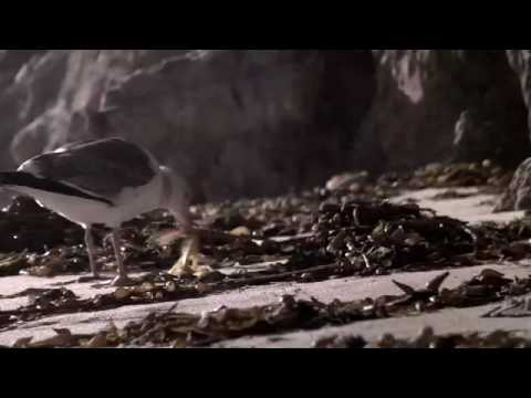 Faunts — Faunts - "M4 (Part II)" music video