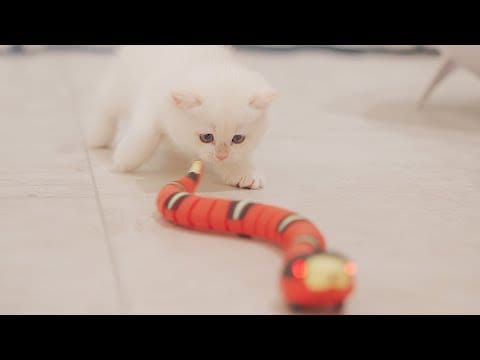 Big Fat Snake — 🐍Kittens VS Snake, When Kittens Show Snake Who's Boss