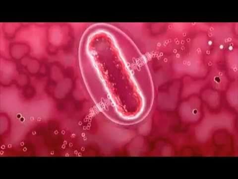 Copernicus — Copernicus - From Bacteria