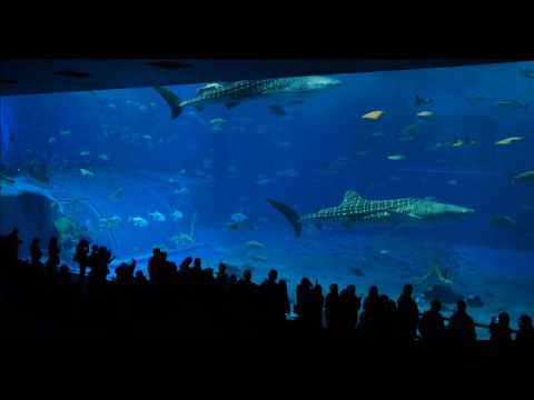 Newworldaquarium — Newworldaquarium - The Force (Ame Remix)