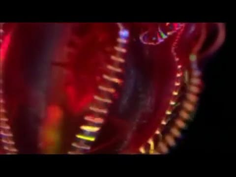 Grong Grong — GRONG GRONG - Grong Grong
