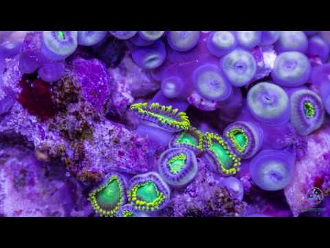 Ioon Cosmic Downtempo — IooN-Cosmic Downtempo - Marine Lifeforms [AstroPilot Music]