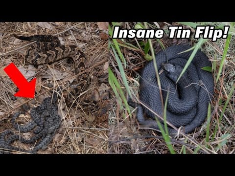 Big Fat Snake — 10 Rattlesnakes Under One Piece of Tin?! Amazing Fall Snake Hunting in Georgia and Helene Update