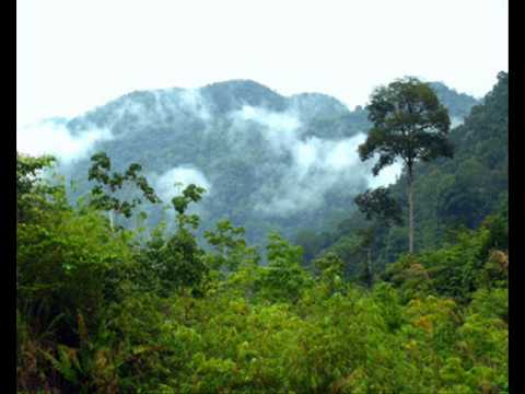 Chari Chari — Chari Chari - Flow Dub Outta Borneo