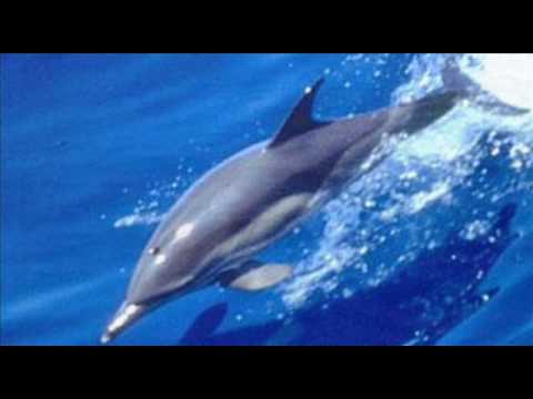 Stephen Schlaks — Stephen Schlaks BLUE DOLPHINS