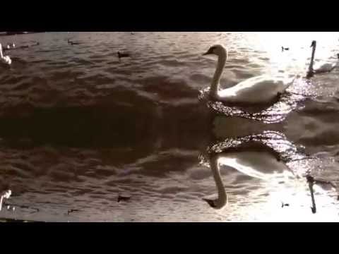 Gary Martin — Gary Martin - Escape To A Dream (2002)