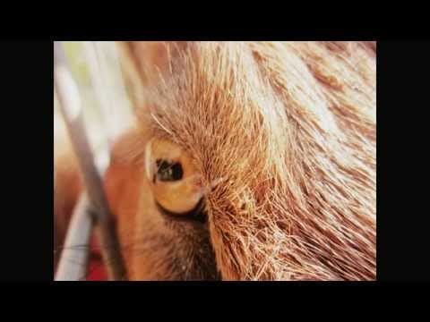 Minotaur Shock — Minotaur Shock - Through The Pupils Of Goats [1080p]