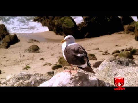 Sorina — Sorina - Vara asta este a mea