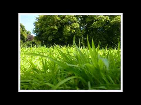 Simon Reynolds — robert wyatt go and sit upon the grass