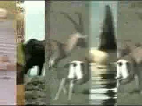 The Books — The Books - "An Owl With Knees" (official video)