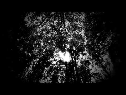 Wolfgang Müller (8) — Wolfgang Müller - Blickfeld [Offizielles Video]