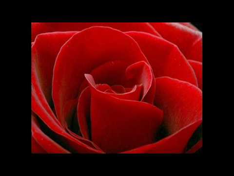 The Bhagwan Love Example — The Bhagwan Love Example dub attack