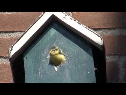 Toon Hermans — Vogeltje wat zing je vroeg, Toon Hermans