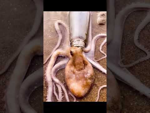 Wildlife (14) — How does a octopus get into a bottle?