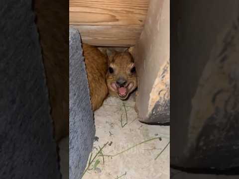Scream (2) — He’s Stuck And STILL Screaming At Me! 😡🤯