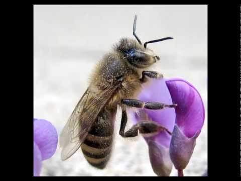 Don & Juan — Buzzin - King Bees - Checker 909