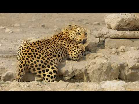 Wildlife (14) — To Survive in the Savanna, you Must be the King of Camouflage