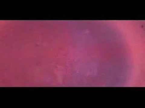 Brian Ellis — Brian Ellis - Say (music video)
