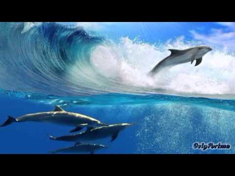 Stephen Schlaks — Stephen Schlaks - El Delfin Azul