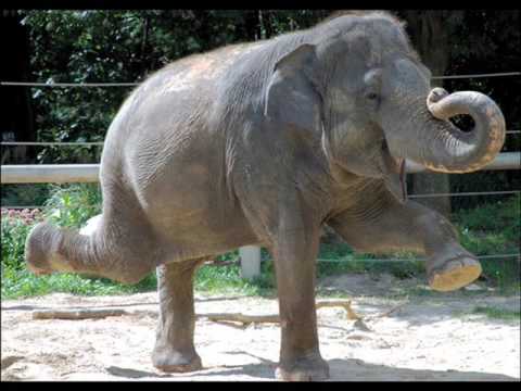 Tommy Seebach — Tommy Seebach - Elephant Walk